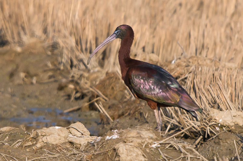 Zwarte ibis